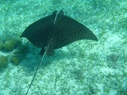 While the spotted eagle ray is a generally shy fish and doesn't bother snorkelers, except to maybe check them. Spotted Eagle Ray With A Fish On His Back Along For A Free Ride Picture Of Lil Alphonse Snorkeling San Pedro Tripadvisor