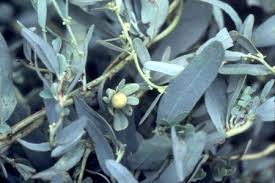 Image result for Albertisia delagoensis