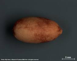 Image result for Ximenia afra