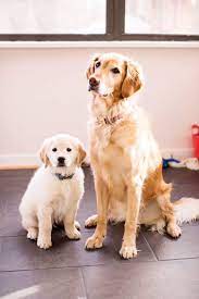 Golden retrievers make perfect family pets. Life With The Two Craziest Golden Retrievers Golden Retriever Dog Obsessed Dogs Golden Retriever