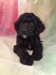 Contact us today for more information. Black Male Mini Goldendoodle Breeder Ia Wi Il Mn