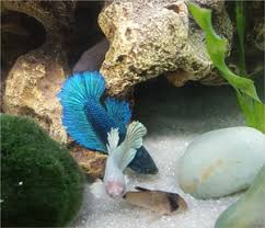 Betta Sorority Fish Care