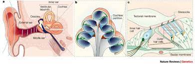 The average person is born with about 16,000 hair cells within their cochlea. Genetic Insights Into The Morphogenesis Of Inner Ear Hair Cells Nature Reviews Genetics