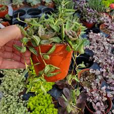 Image result for Ceropegia elongata