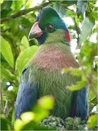 Rwenzori turaco view campsite is a budget safari accommodation facility to rwenzori mountain. Rwenzori Turaco Very Rare Bird In Western Uganda Bird Species Beautiful Birds Colorful Birds