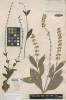 Image result for Orthosiphon scedastophyllus