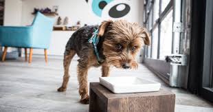 Find the perfect products for your beloved pet at an affordable price! The Top 35 Pet Supply Stores In Toronto By Neighbourhood