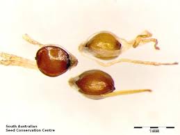 Image result for Ficinia