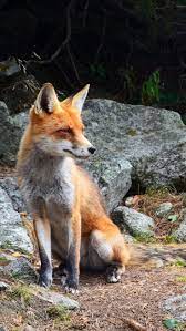 Fox Wallpaper Iphone Android Desktop Backgrounds Wildlife Wallpaper Wild Animals Photography Animal Photography Wildlife