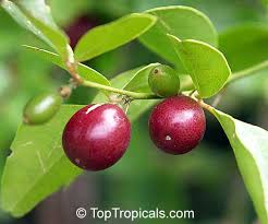 Image result for Liparis killmanniae