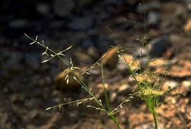 Image result for Eragrostis paradoxa