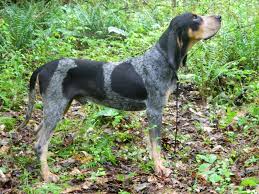 Bluetick coonhounds are often mistakenly thought to be aggressive. Bluetick Coonhound Puppies For Sale Guide At Puppies Api Ufc Com