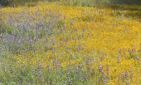 Image result for Landolphia glabra