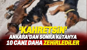 Son Dakika Ankara Dan Sonra Kutahya Da Da 10 Kopek Zehirlenerek Katledildi
