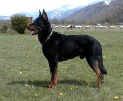 They can be aggressive toward other animals, are strong willed and require an owner who can take charge confidently. Beauceron