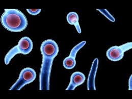The bacilli are 2mm x 0.5mm in size and usually occur singly although occasionally in chains. Clostridium Tetani Tetanus Microbiology Boot Camp Youtube