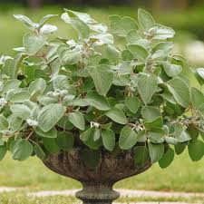 Image result for Plectranthus alboviolaceus