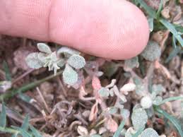 Image result for Glinus hirtus