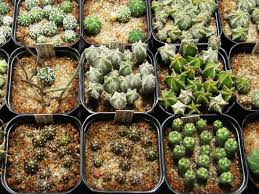 If it's possible to use the grow lights. Techniques Of Cacti And Succulent Propagation Propagation By Seed World Of Succulents