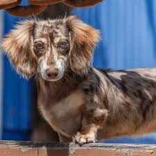 22 Merle Dog Breeds Beautiful Rare Merle Dogs Around The World