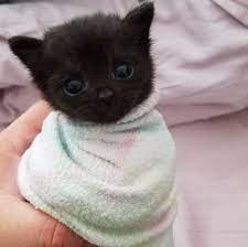 kristen nicolet adli kullanicinin animal panosundaki pin sevimli kedi yavrulari kedi sevimli kediler