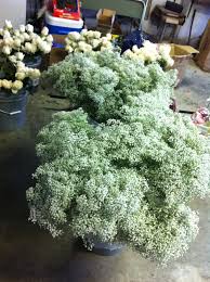 Browse flowers prices, photos and 49 reviews my flowers were amazing from inbloom through sam's club. Diy Flowers Sam S Club Pics