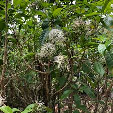 Image result for Pavetta sp. I