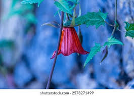 Image result for Canarina