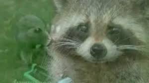 People interested in happy birthday raccoon also searched for. Happy Birthday Funny Raccoon Style Youtube