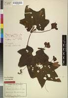 Image result for Peponium vogelii