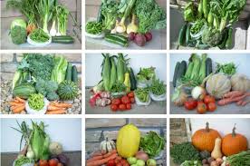 By garden ideas & green living posted on june 25, 2020 in general tagged container garden veggies leave a comment. Home Grown Veggies Can Fight Climate Change But Beware The Compost Pile Conservation