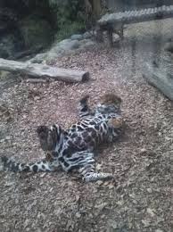 Más de 3.000 animales de sobre 300 especies que puedes conocer a lo largo de sus 16 hectáreas de. Buin Zoo Picture Of Buin Zoo Tripadvisor