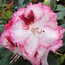 Cherry Cheesecake Is An Improved Form Of Hachmann S Charmant Rhododendron Flowers Are White With Red Edges And A Red Blo Beautiful Flowers Flowers Pink Garden