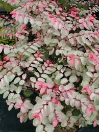 Image result for Breynia disticha