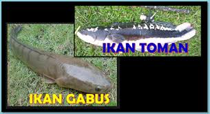 Sekali makan rp 20 000 untuk full monster ikan predator cewe pecinta ikan predator. Tips Ampuh Mancing Ikan Gabus Dan Ikan Toman Aliems Journey