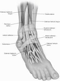 The medial collateral ligament and posterior lateral corner are normal. Foot And Ankle Musculoskeletal Key