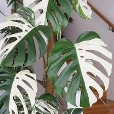 Monstera Deliciosa Thai Constellation Monstera Dziurawa Zielony Parapet Variegated Plants Plants Plant Goals