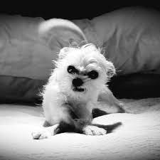 Hearing or speech disabled dial 711 to reach us thru national telecommunications relay St Francis Animal Hospital 53 Photos 148 Reviews Veterinarians 15708 Gale Ave Hacienda Heights Ca Phone Number