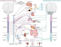 Image result for Sympathetic Nervous System