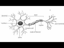 Leukocytes or white blood cells are nucleated cells. How To Draw Structure Of Neuron Neuron Diagram Labelled Diagram Of Neuron Neuron Cell Youtube Cell Diagram Neuron Diagram Nerve Cell