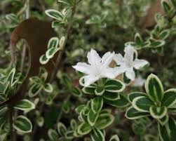 This video featured our newest serissa foetida variegata and how we repot it into the new pot. Serissa Foetida Snowleaves Rare Plants Plants Online