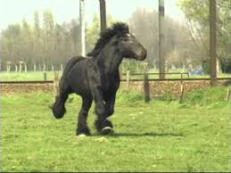 The belgian draft horse is one of the most influential heavy horse breeds in the world. Simon Van Straten Beautiful Belgian Draft Horse Youtube