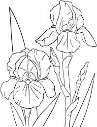 Spring Flowers Images Coloring Pages Flower Coloring Pages Lilies Drawing Flower Drawing