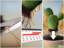What is root rot and how do you fix it? How To Save A Dying Cactus 15 Steps With Pictures Wikihow