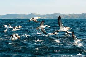 Cape Gannets Taking Off Sardine Run South Africa South Africa Africa Beneath The Sea