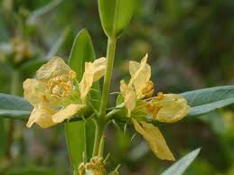 Image result for Heimia salicifolia