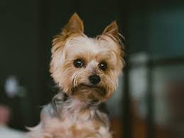 Yorkshire Terrier: Tiny Dog, Massive Personality
