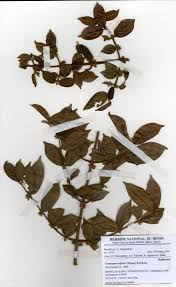 Image result for Cremaspora triflora