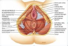 Female Pelvic Floor Anatomy Diagram Get Rid Of Wiring