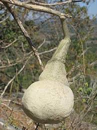 Image result for Cladostemon kirkii